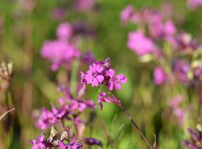 Kohoutek obecný 'Splendens' - Lychnis viscaria 'Splendens'