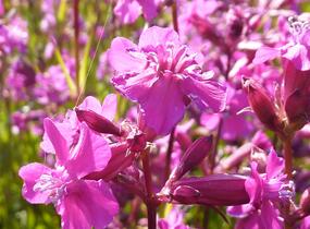 Kohoutek obecný 'Splendens' - Lychnis viscaria 'Splendens'