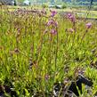 Kohoutek obecný 'Splendens' - Lychnis viscaria 'Splendens'