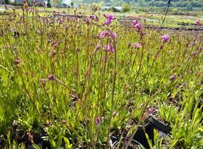 Kohoutek obecný 'Splendens' - Lychnis viscaria 'Splendens'