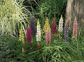 Lupina mnoholistá 'Camelot' - Lupinus polyphyllus 'Camelot'
