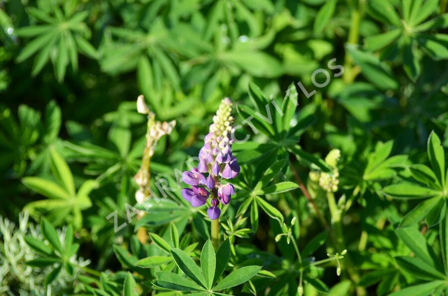 Lupina mnoholistá 'Camelot' - Lupinus polyphyllus 'Camelot'