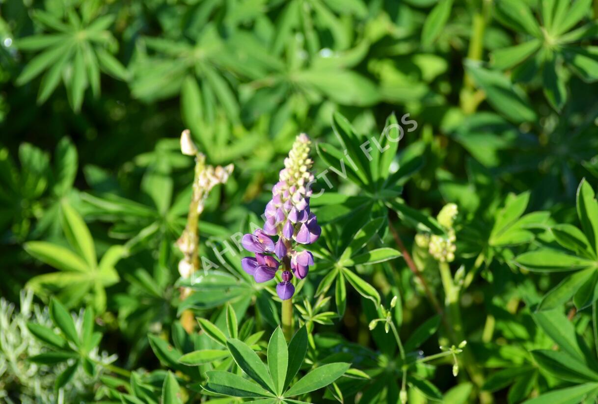 Lupina mnoholistá 'Camelot' - Lupinus polyphyllus 'Camelot'