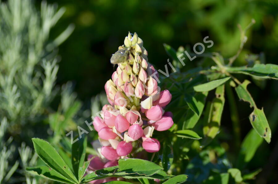 Lupina mnoholistá 'Camelot' - Lupinus polyphyllus 'Camelot'