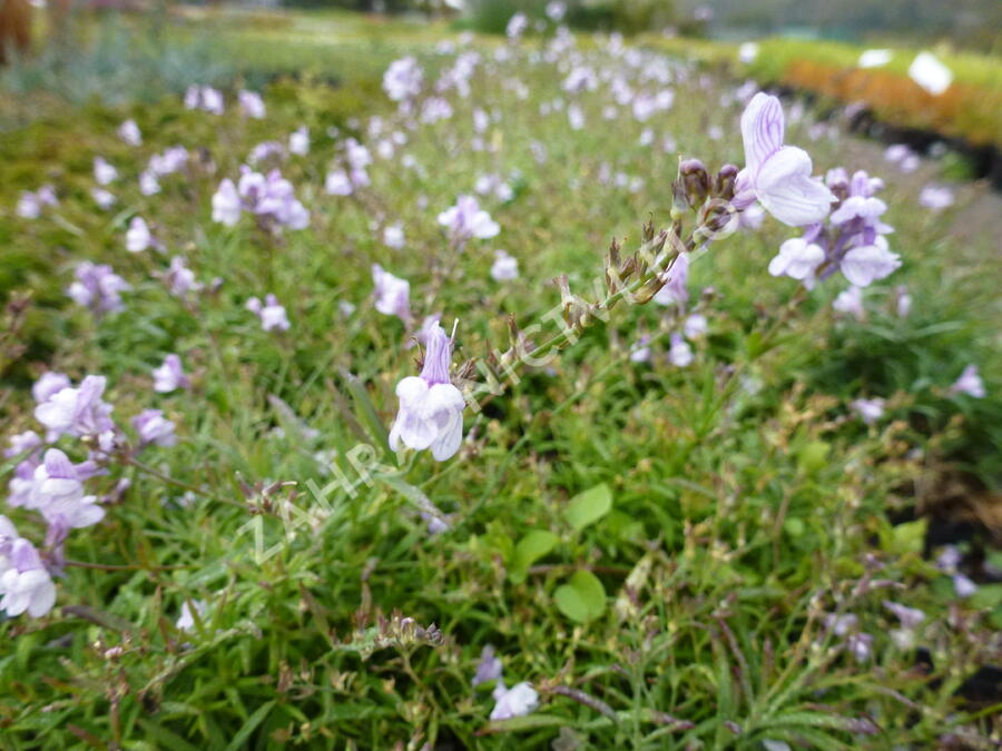 Lnice 'Antique Silver' - Linaria anticaria 'Antique Silver'