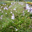 Lnice 'Antique Silver' - Linaria anticaria 'Antique Silver'