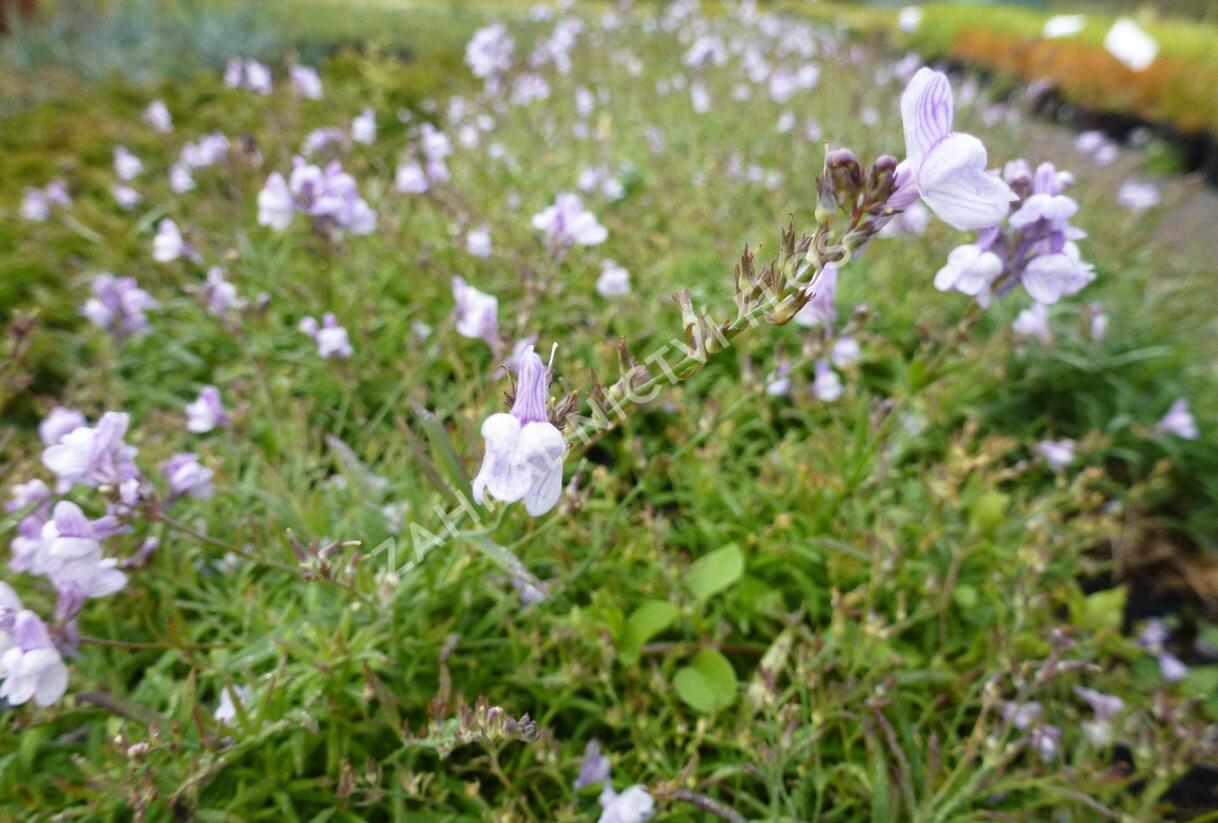 Lnice 'Antique Silver' - Linaria anticaria 'Antique Silver'