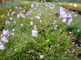 Lnice 'Antique Silver' - Linaria anticaria 'Antique Silver'