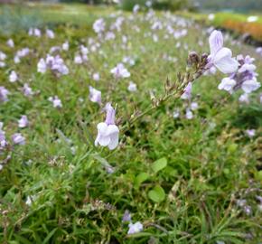 Lnice 'Antique Silver' - Linaria anticaria 'Antique Silver'