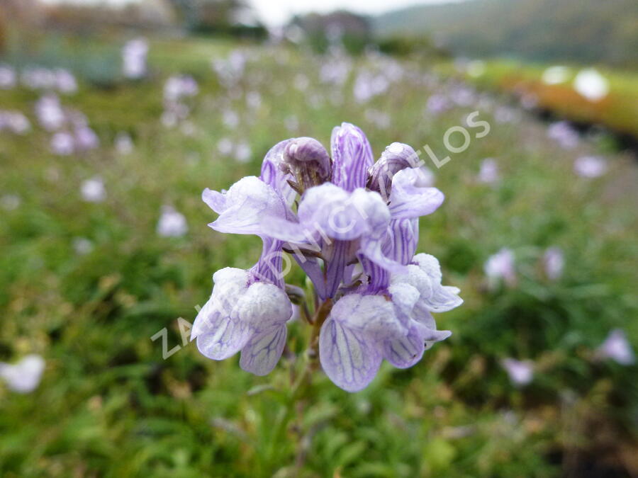 Lnice 'Antique Silver' - Linaria anticaria 'Antique Silver'