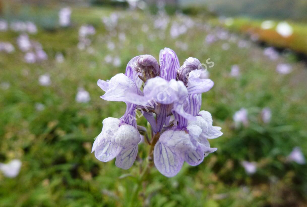 Lnice 'Antique Silver' - Linaria anticaria 'Antique Silver'