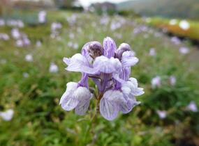 Lnice 'Antique Silver' - Linaria anticaria 'Antique Silver'