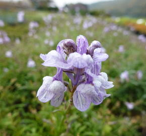 Lnice 'Antique Silver' - Linaria anticaria 'Antique Silver'