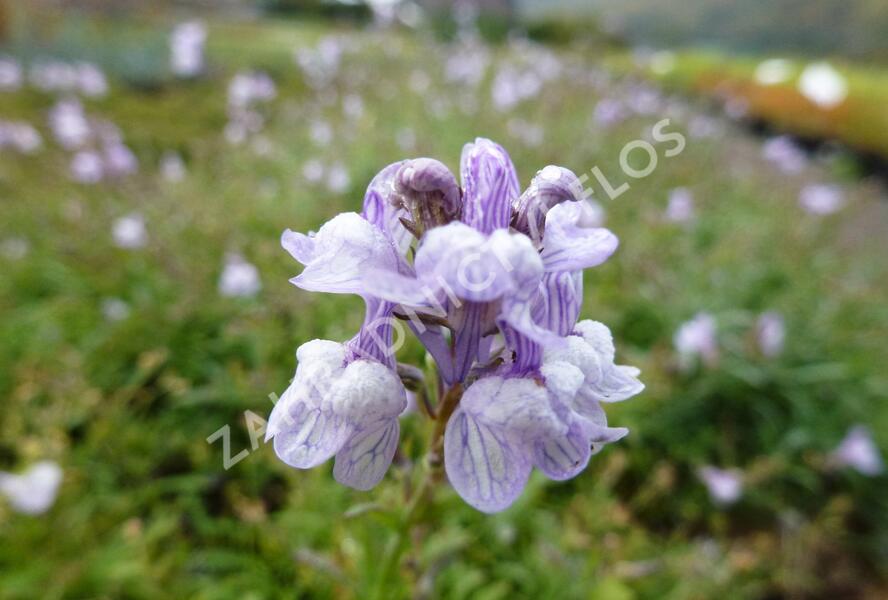 Lnice 'Antique Silver' - Linaria anticaria 'Antique Silver'
