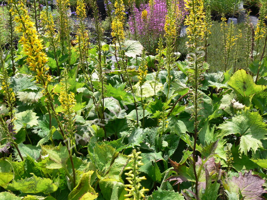 Popelivka 'The Rocket' - Ligularia stenocephala 'The Rocket'