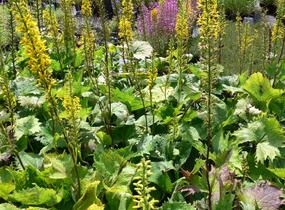 Popelivka 'The Rocket' - Ligularia stenocephala 'The Rocket'