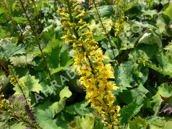 Popelivka 'The Rocket' - Ligularia stenocephala 'The Rocket'