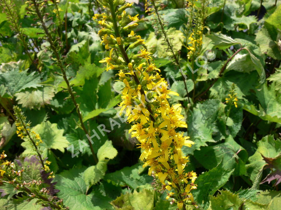 Popelivka 'The Rocket' - Ligularia stenocephala 'The Rocket'