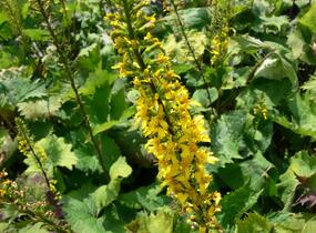 Popelivka 'The Rocket' - Ligularia stenocephala 'The Rocket'