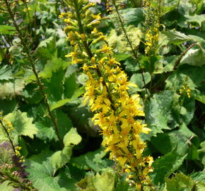 Popelivka 'The Rocket' - Ligularia stenocephala 'The Rocket'
