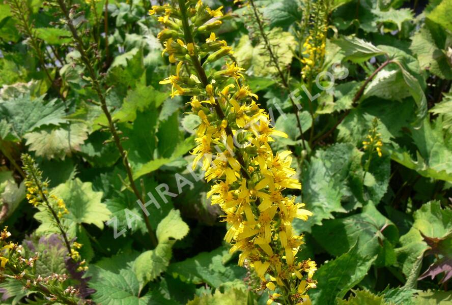 Popelivka 'The Rocket' - Ligularia stenocephala 'The Rocket'