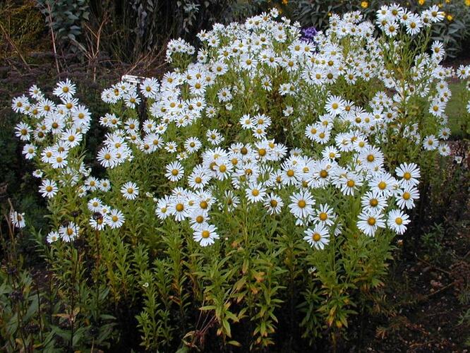 Luhovnice pozdní - Leucanthemella serotina