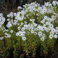 Luhovnice pozdní - Leucanthemella serotina