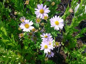 Japonská astra 'Blue Star' - Kalimeris incisa 'Blue Star'