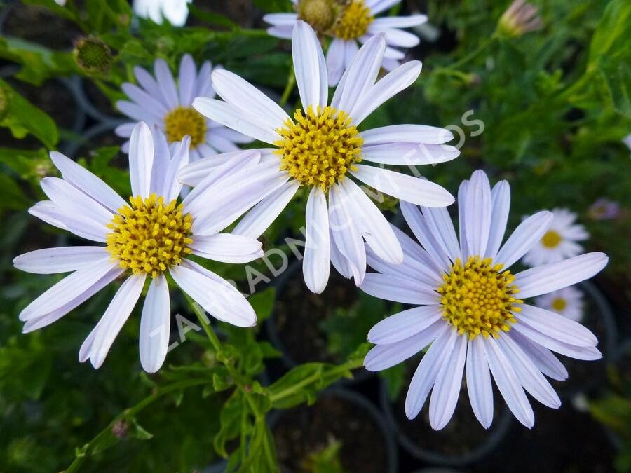 Japonská astra 'Blue Star' - Kalimeris incisa 'Blue Star'