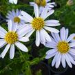 Japonská astra 'Blue Star' - Kalimeris incisa 'Blue Star'