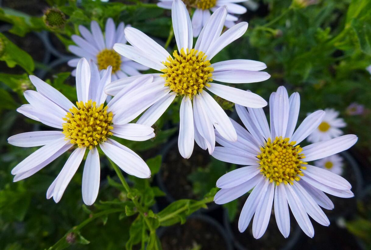 Japonská astra 'Blue Star' - Kalimeris incisa 'Blue Star'