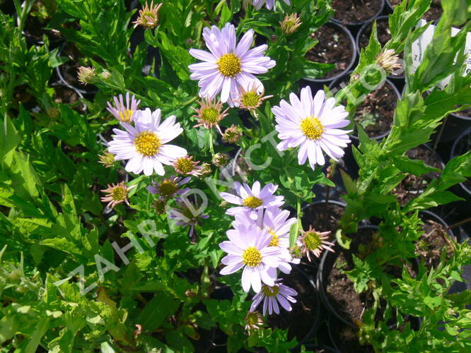 Japonská astra 'Blue Star' - Kalimeris incisa 'Blue Star'