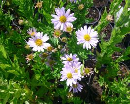 Japonská astra 'Blue Star'