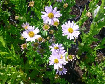 Japonská astra 'Blue Star'