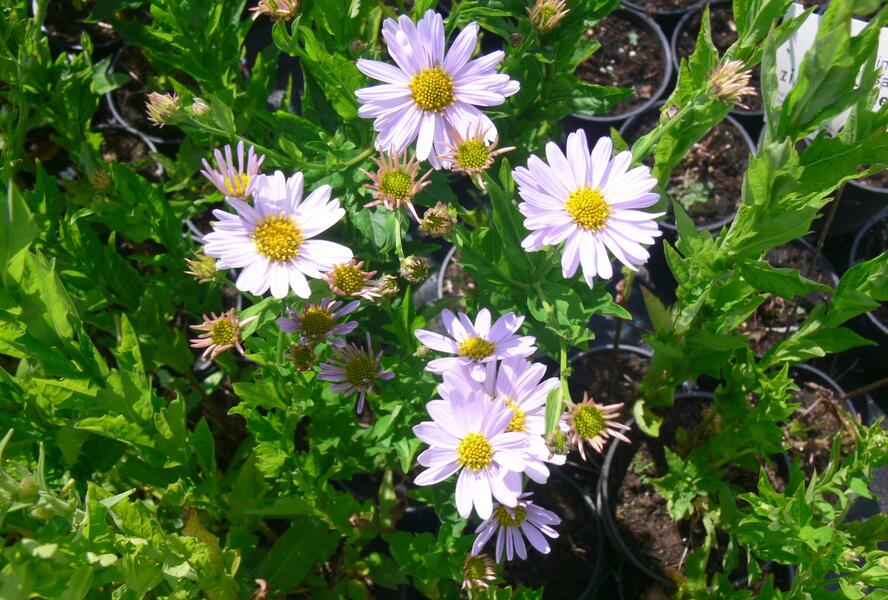 Japonská astra 'Blue Star' - Kalimeris incisa 'Blue Star'
