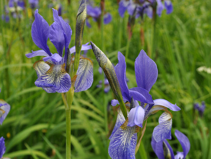 Kosatec sibiřský 'Wildform' - Iris sibirica 'Wildform'