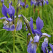 Kosatec sibiřský 'Wildform' - Iris sibirica 'Wildform'