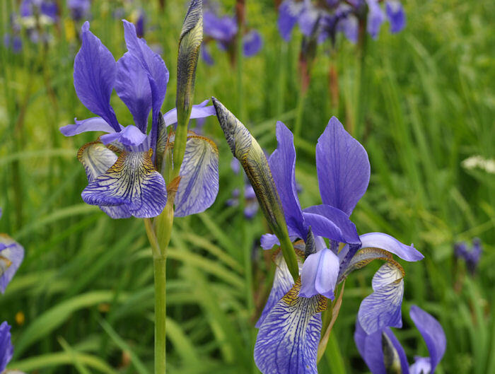 Kosatec sibiřský 'Wildform' - Iris sibirica 'Wildform'