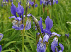 Kosatec sibiřský 'Wildform' - Iris sibirica 'Wildform'