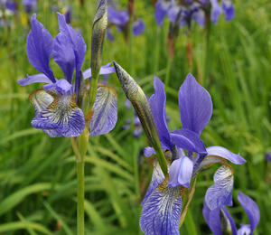 Kosatec sibiřský 'Wildform' - Iris sibirica 'Wildform'