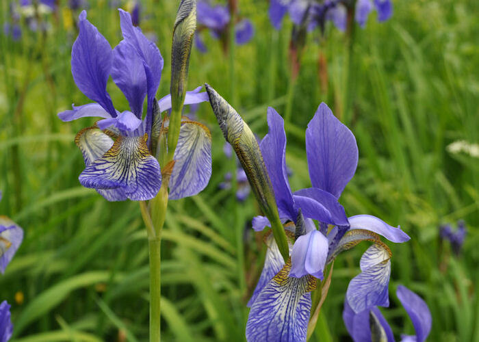 Kosatec sibiřský 'Wildform' - Iris sibirica 'Wildform'