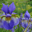 Kosatec sibiřský 'Wildform' - Iris sibirica 'Wildform'