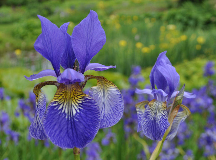 Kosatec sibiřský 'Wildform' - Iris sibirica 'Wildform'