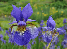 Kosatec sibiřský 'Wildform' - Iris sibirica 'Wildform'