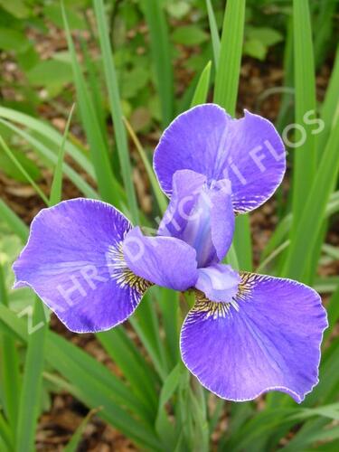 Kosatec sibiřský 'Silver Edge' - Iris sibirica 'Silver Edge'