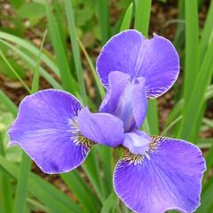 Kosatec sibiřský 'Silver Edge' - Iris sibirica 'Silver Edge'