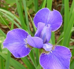 Kosatec sibiřský 'Silver Edge' - Iris sibirica 'Silver Edge'