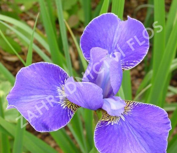 Kosatec sibiřský 'Silver Edge' - Iris sibirica 'Silver Edge'
