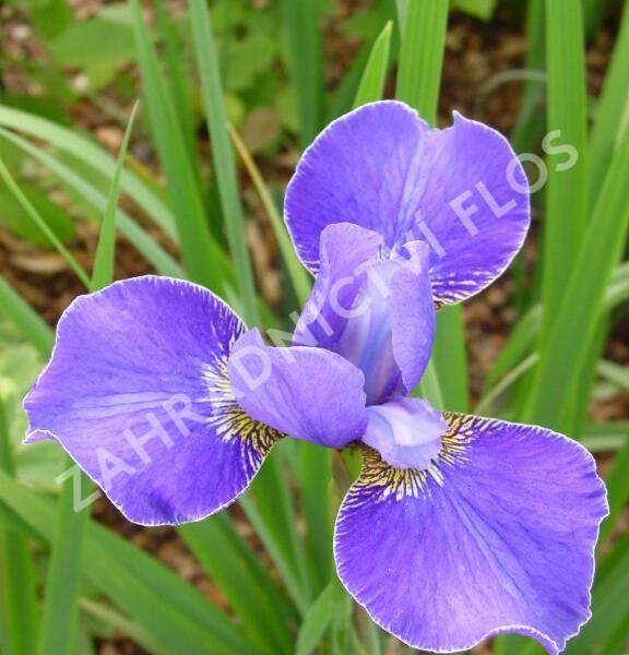 Kosatec sibiřský 'Silver Edge' - Iris sibirica 'Silver Edge'