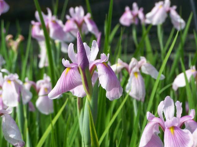 Kosatec sibiřský 'Pink Haze' - Iris sibirica 'Pink Haze'